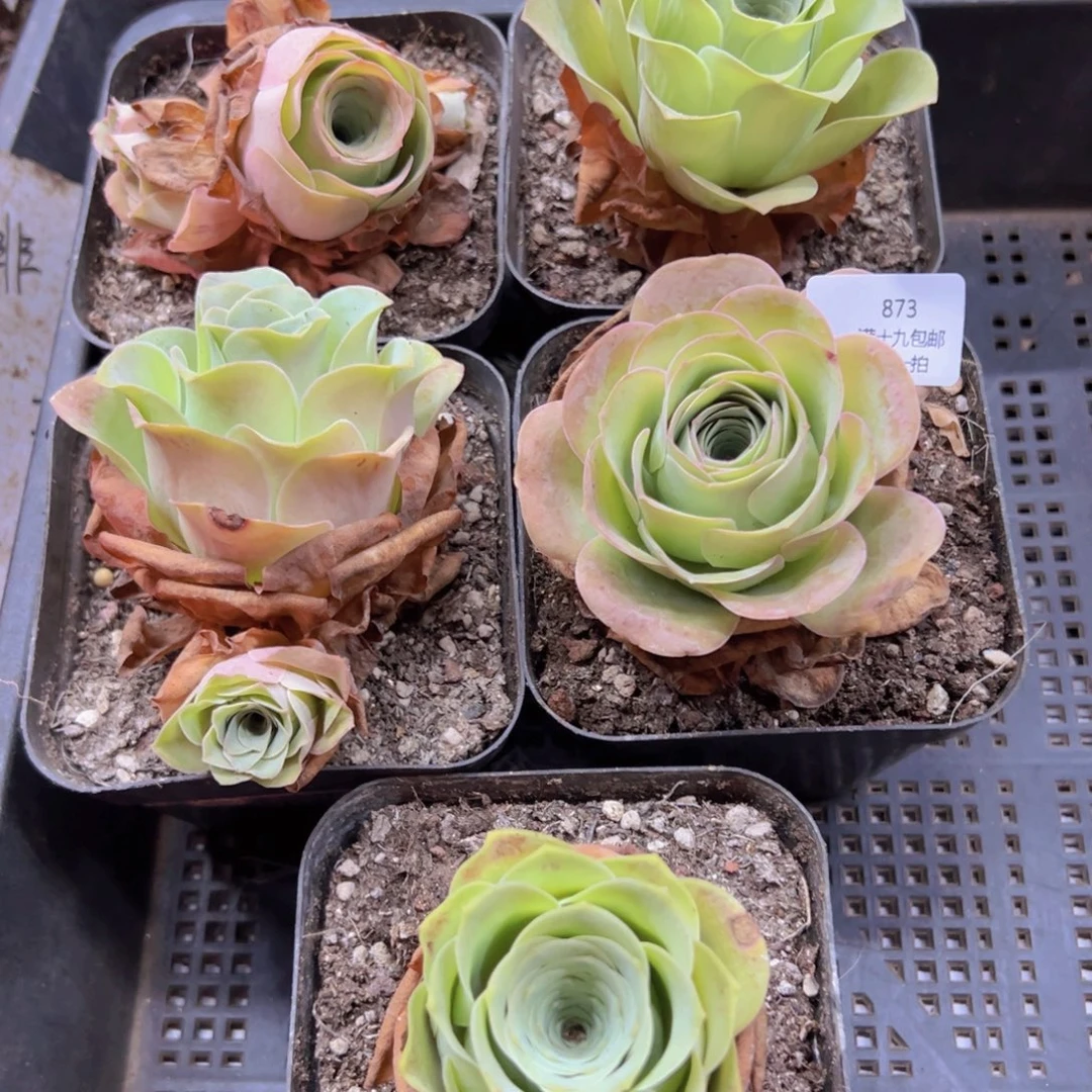 873 侧牙掉了不包损无售后