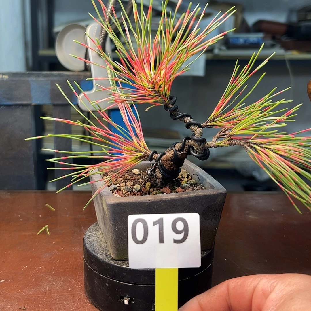 无花朵红孔雀黑松