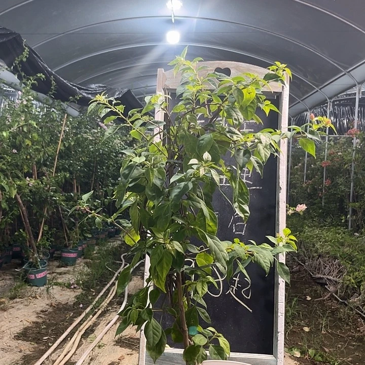 无花朵三角梅三角梅11