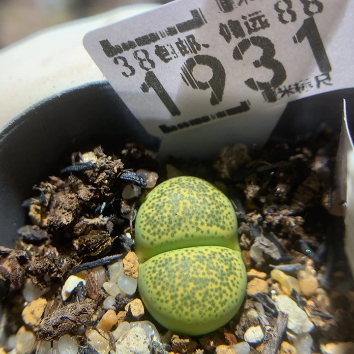 Zzz精品生石花1931