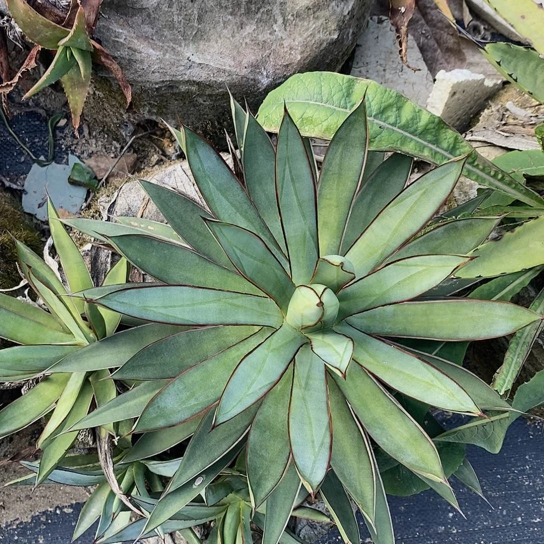 泷雷龙舌兰冠幅20公分一颗