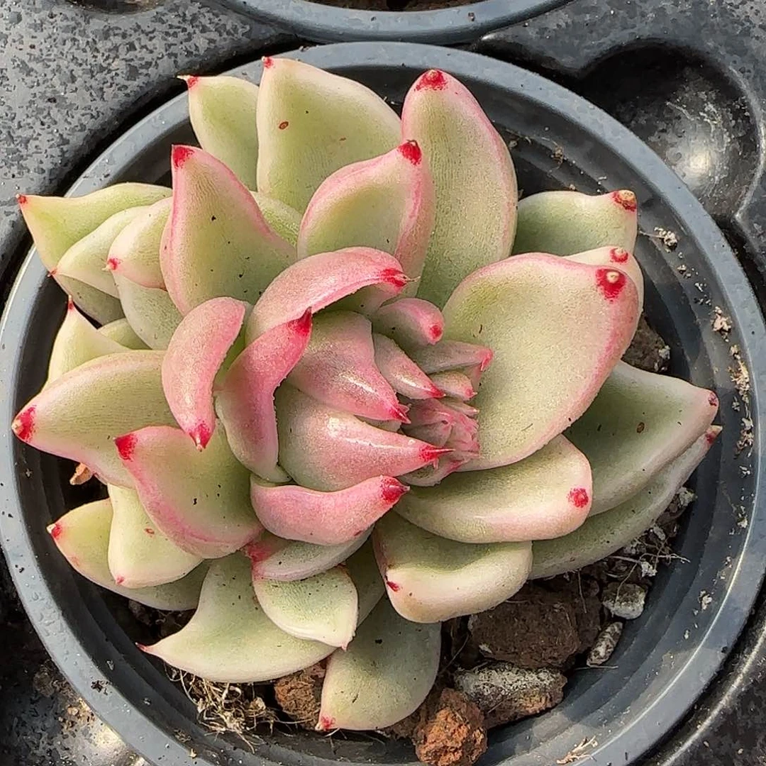 从前慢甄选多肉编号怪兽锦