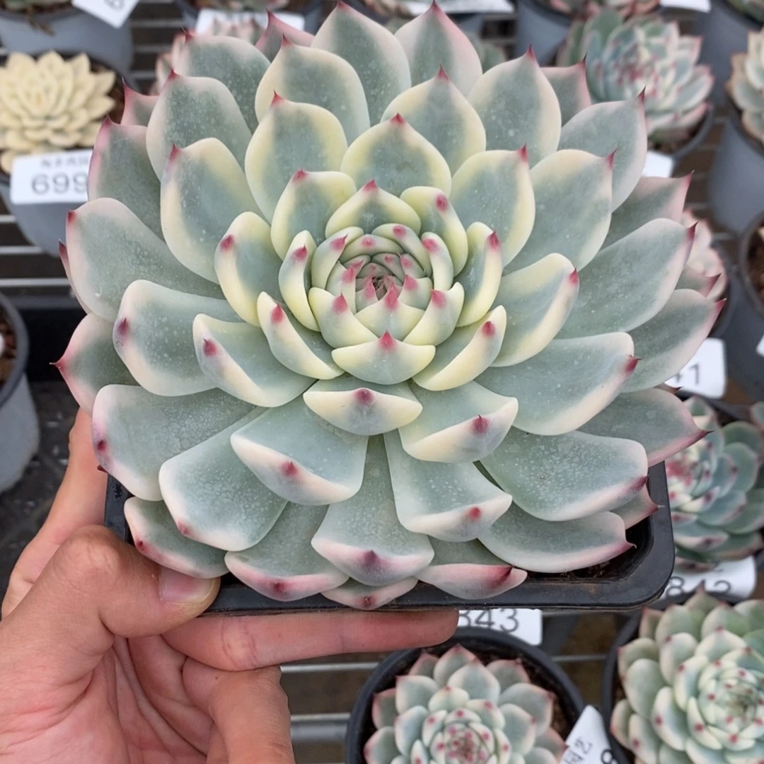 吉娃娃锦多肉植物6999