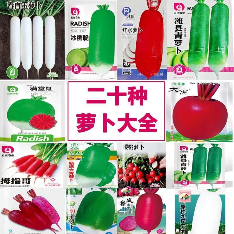 萝卜种子大全秋季四季