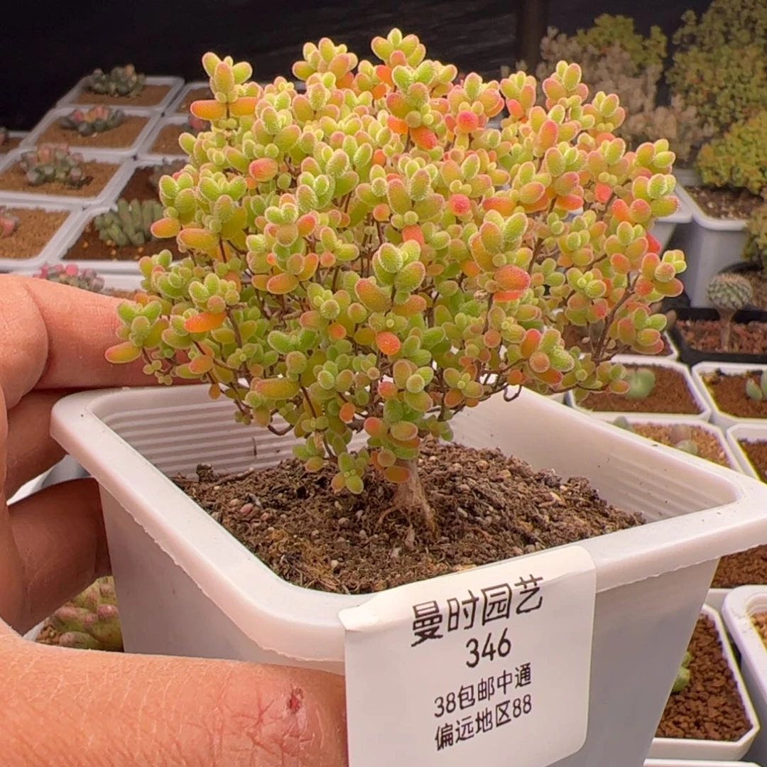 2.8蜜橘糖球多肉植物346
