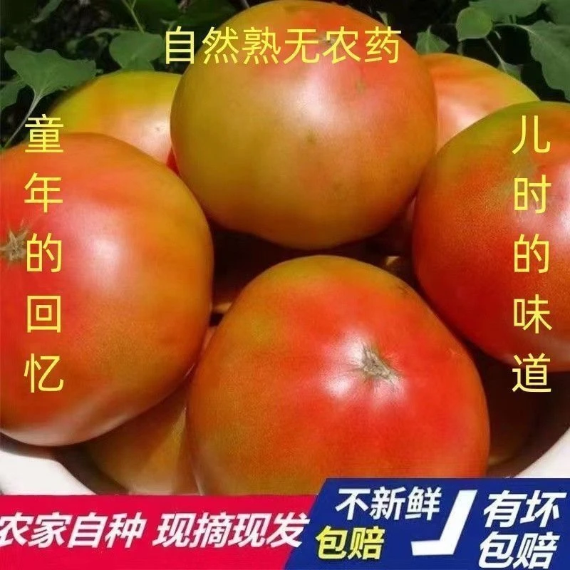 四川广元新鲜农家自种沙瓤西红柿自然熟可生吃炒菜现摘现发