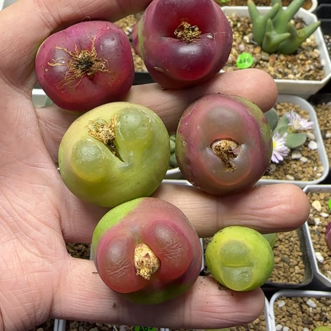 ****专拍漂亮多肉植物270