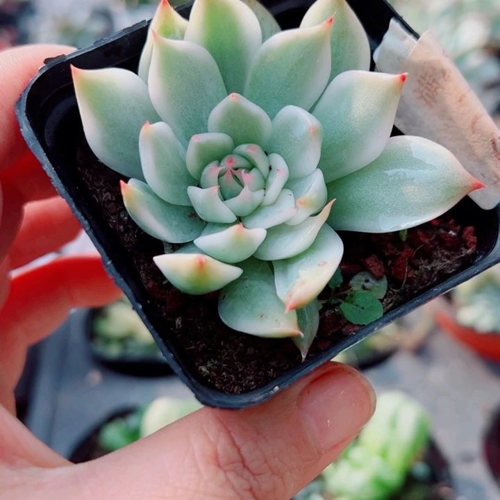 吉娃娃锦多肉植物1112