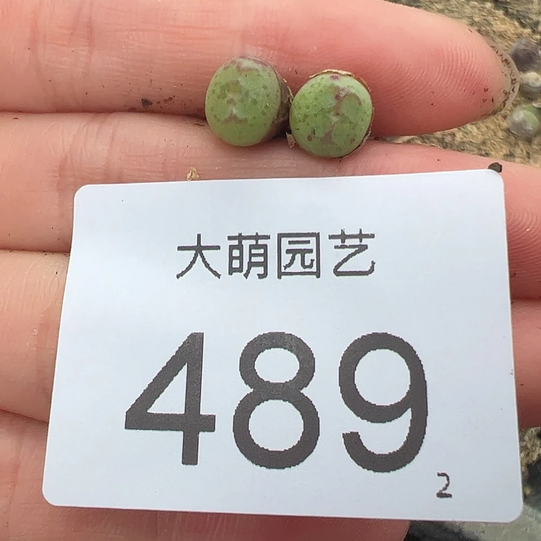 0000489量拍红线元宝单头2颗