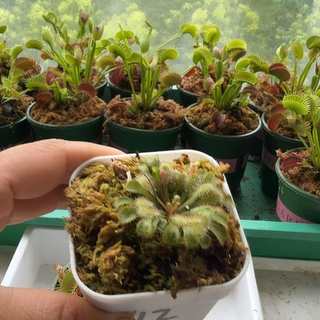 无花朵112茅膏菜12