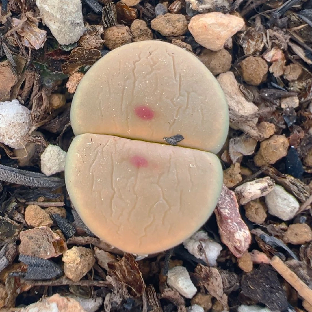 79多肉植物百科知识