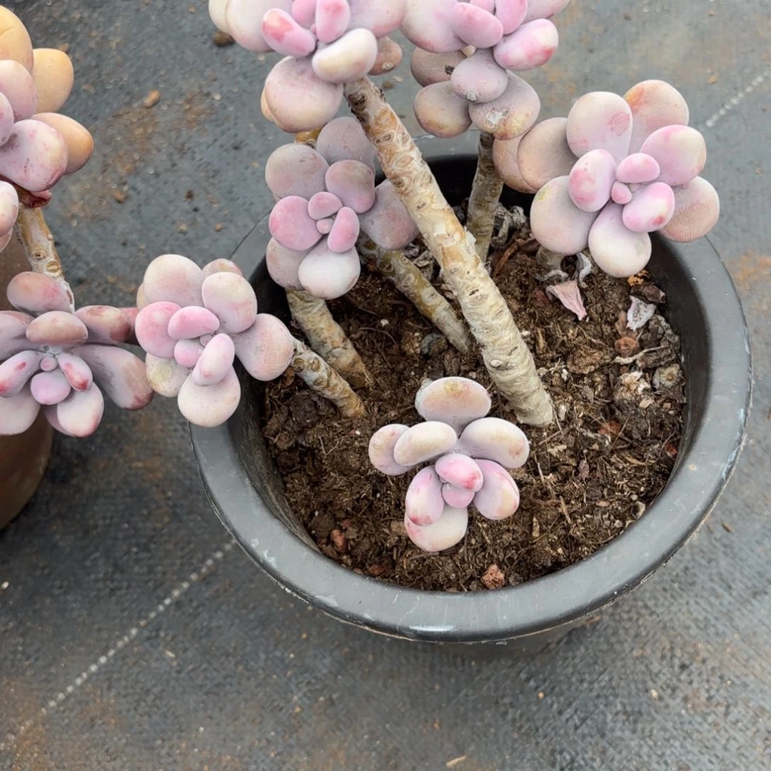 J*17号老庄多肉植物