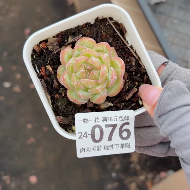 雪花珍妮无盆土无盆土发货