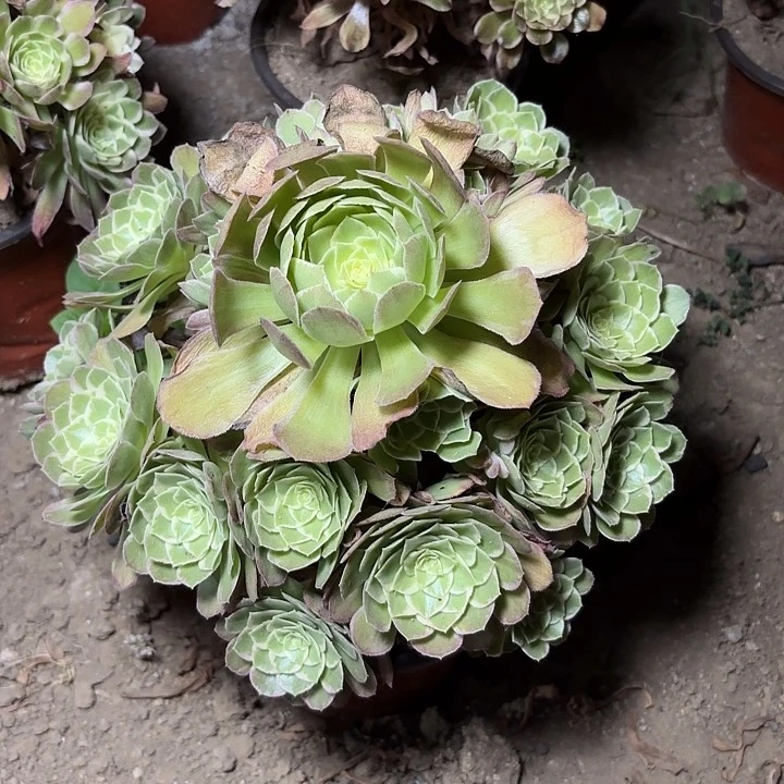 多肉植物万花筒21