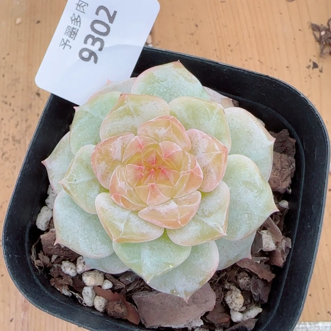 奶芙，9302多肉植物