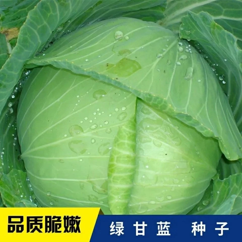 【全店满8包包邮】包心甘蓝种子