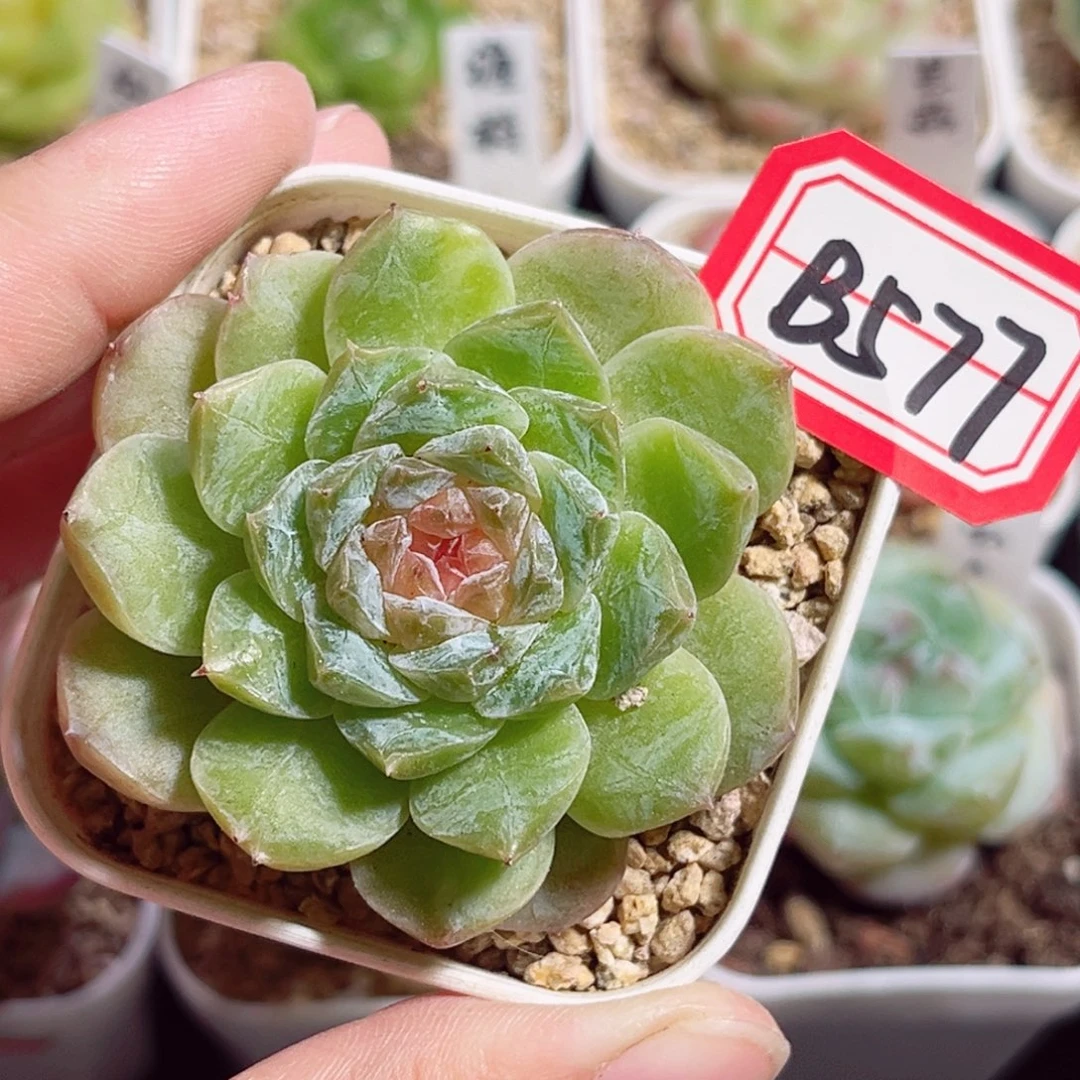 B577 一物一拍 绿瑶