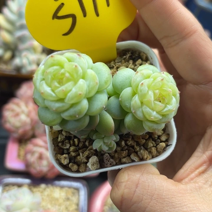 独家白晶体珍妮5771