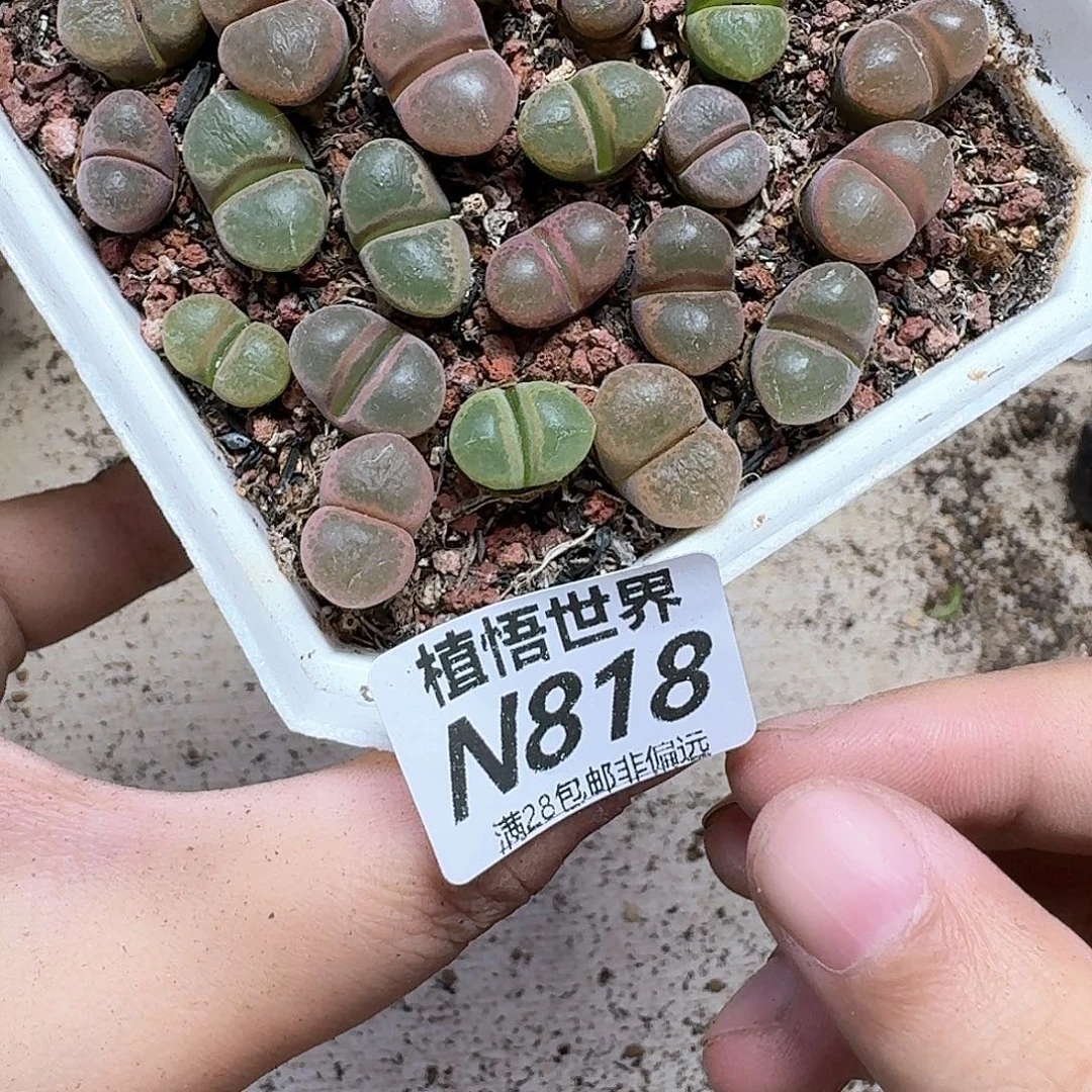 dr多肉植物的润泽法