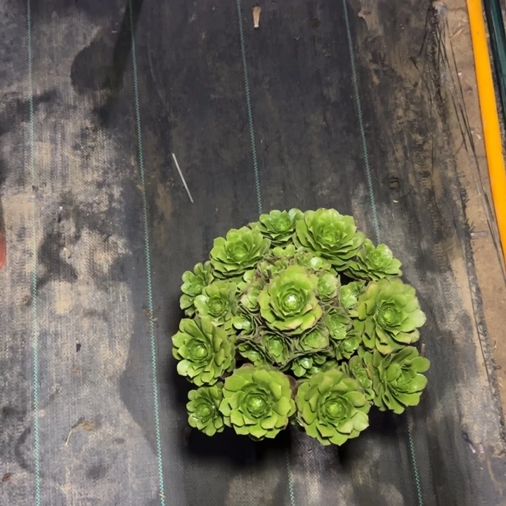 54万圣夜多肉多肉多肉