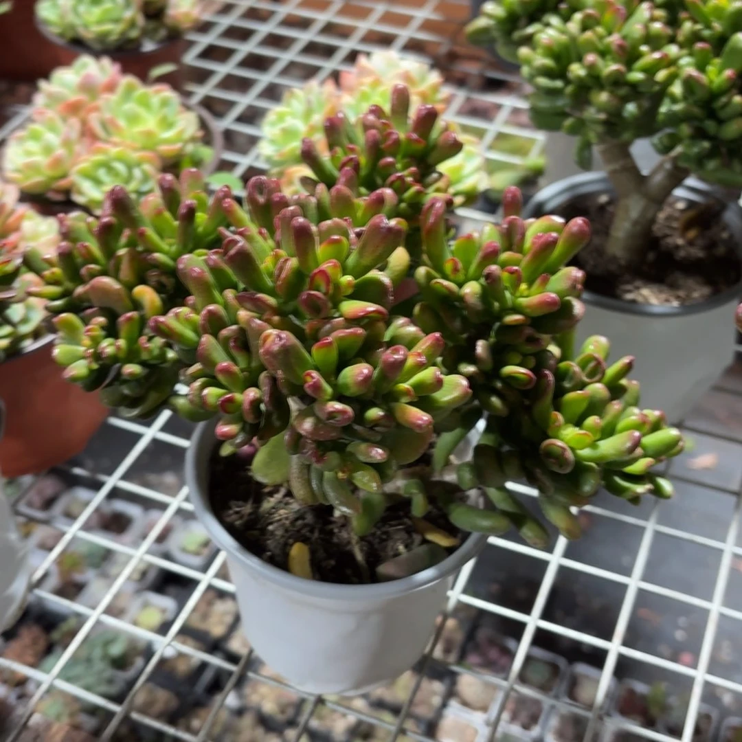 招财猫多肉整群11㎝盆特价