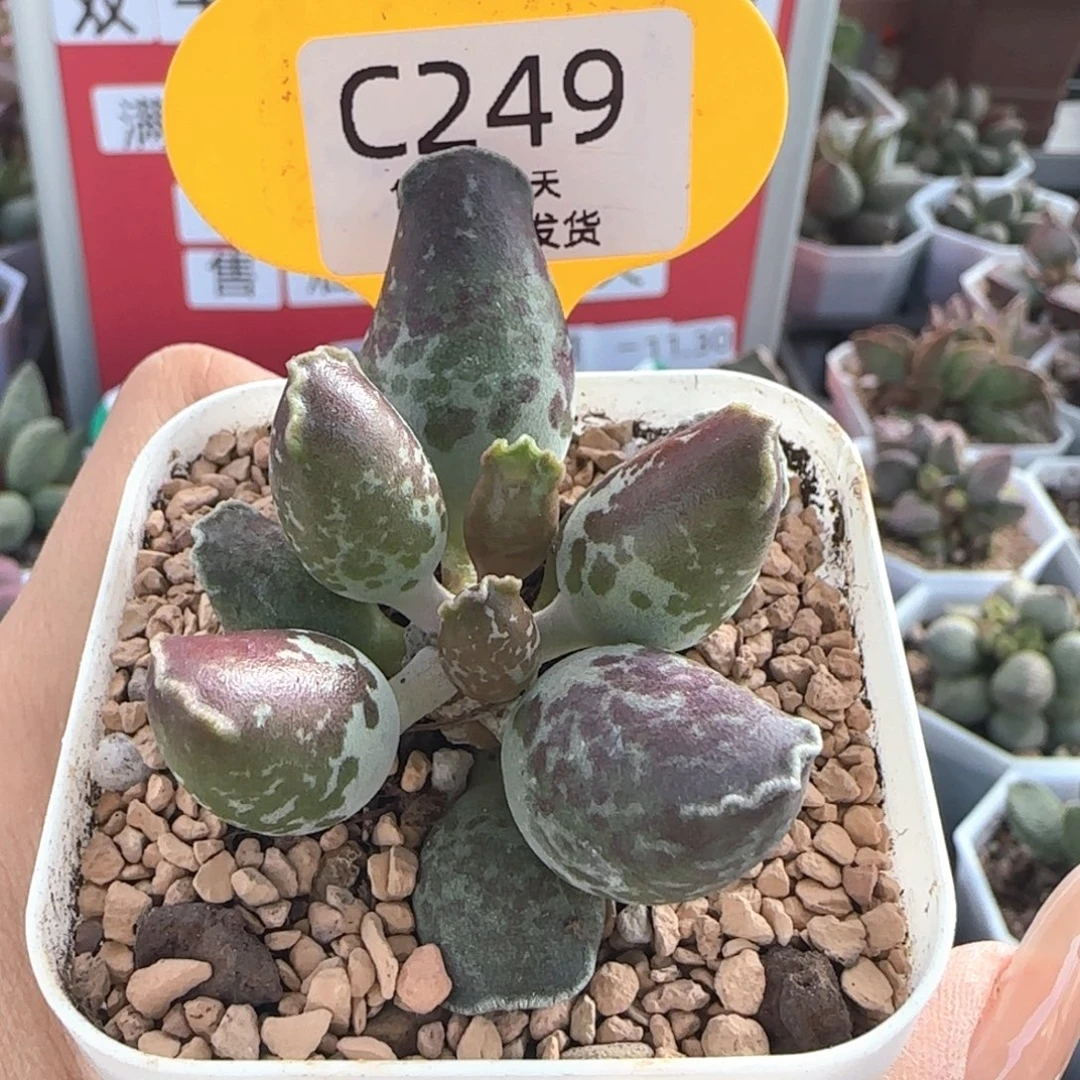 福利。   249。