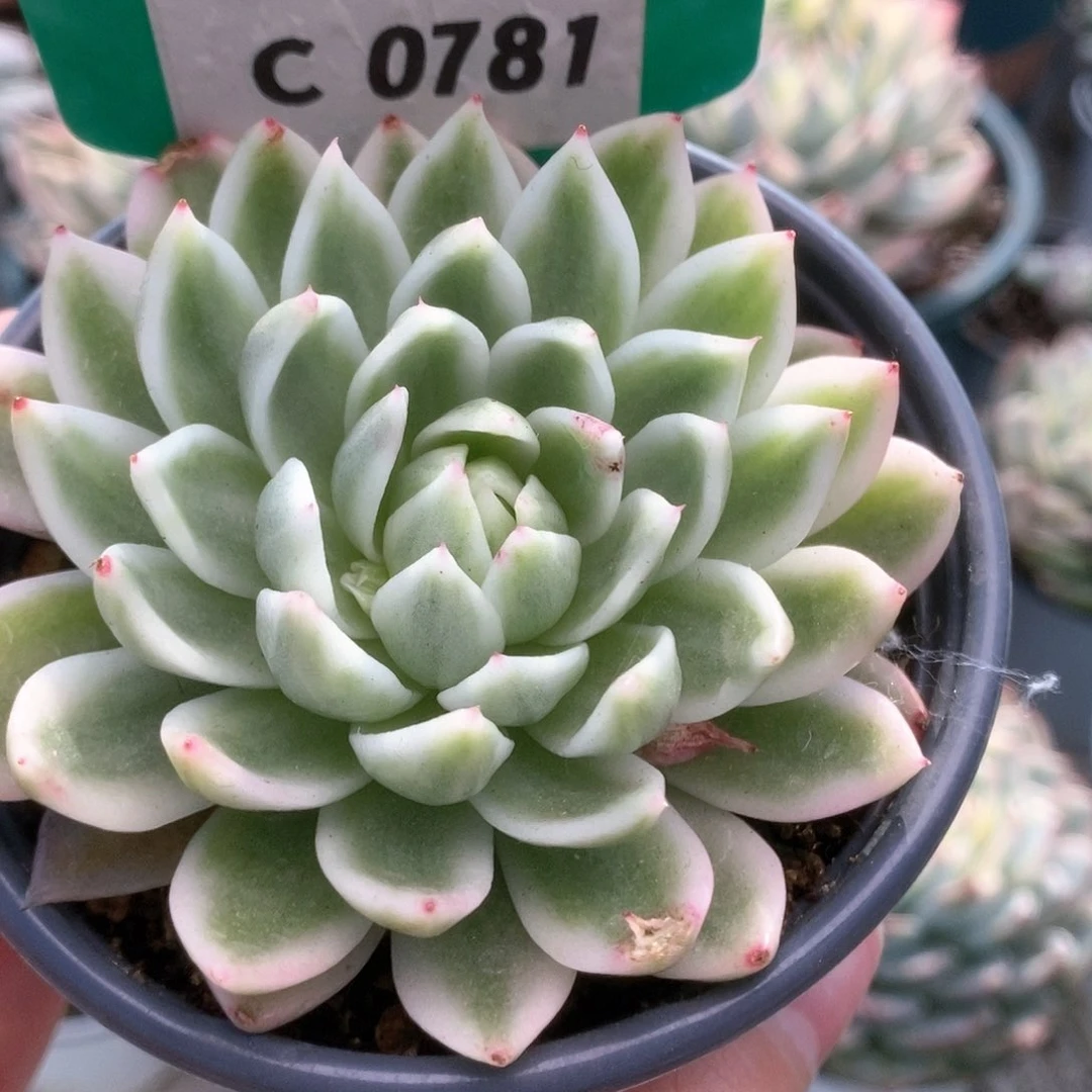 781东云杂锦锦锦锦锦锦