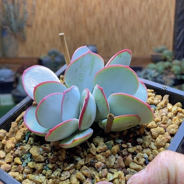 柠***草405号白眉多肉植物