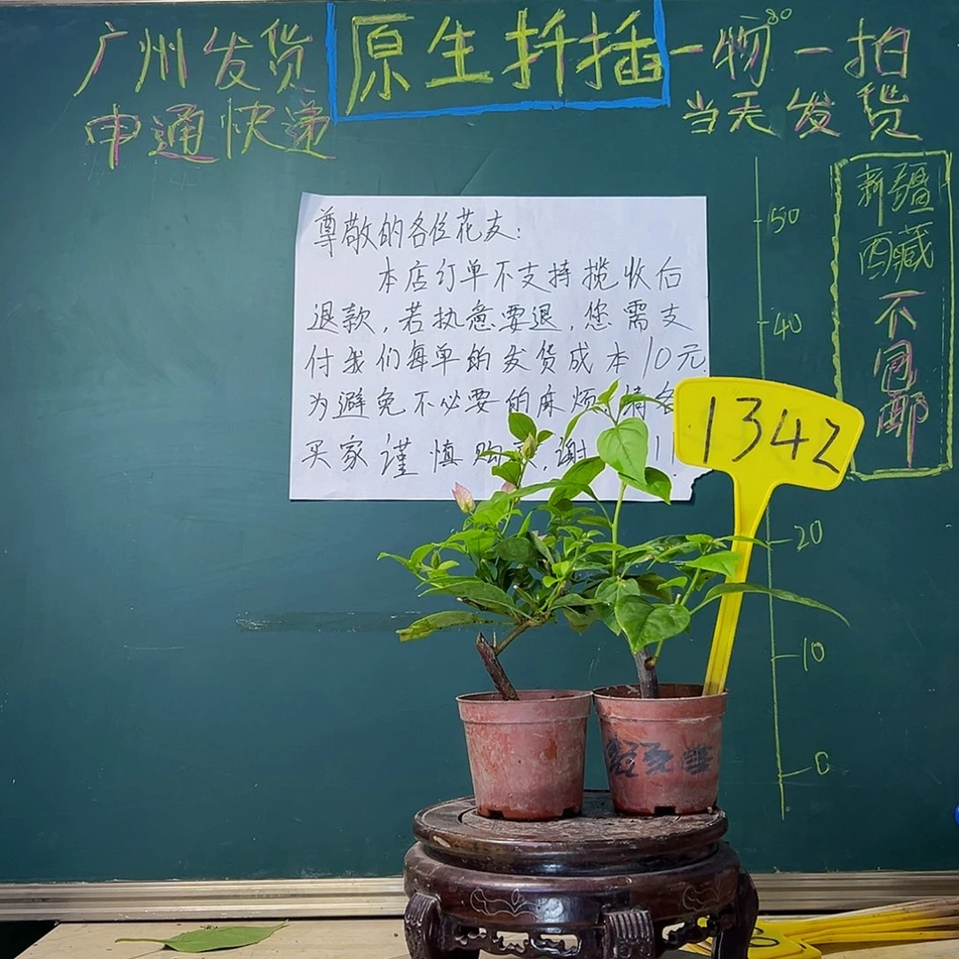 当前无花栽培后可以开花巴西紫掌中宝 苏瓦娜掌中宝1342