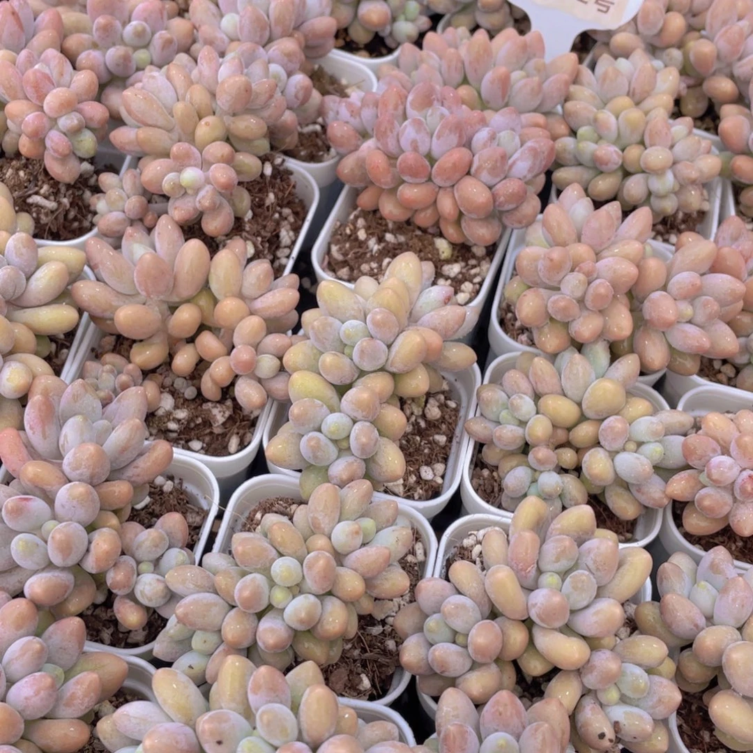 量拍42号 汤圆小群生一个