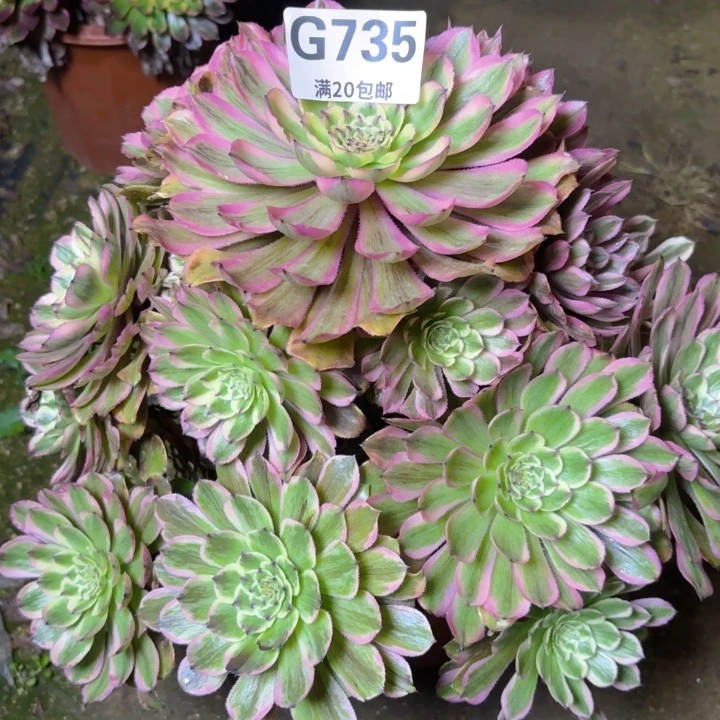 声*瑞妈多肉1.30.735