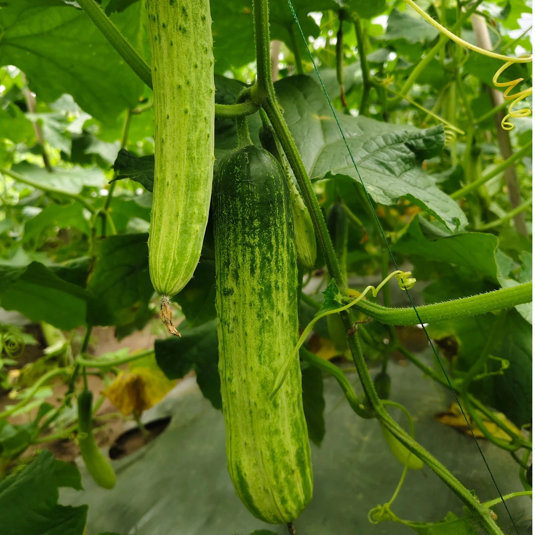 （优选）应季新鲜（厚皮硬皮 ）旱黄瓜老品种黄瓜 拍黄瓜腌黄瓜