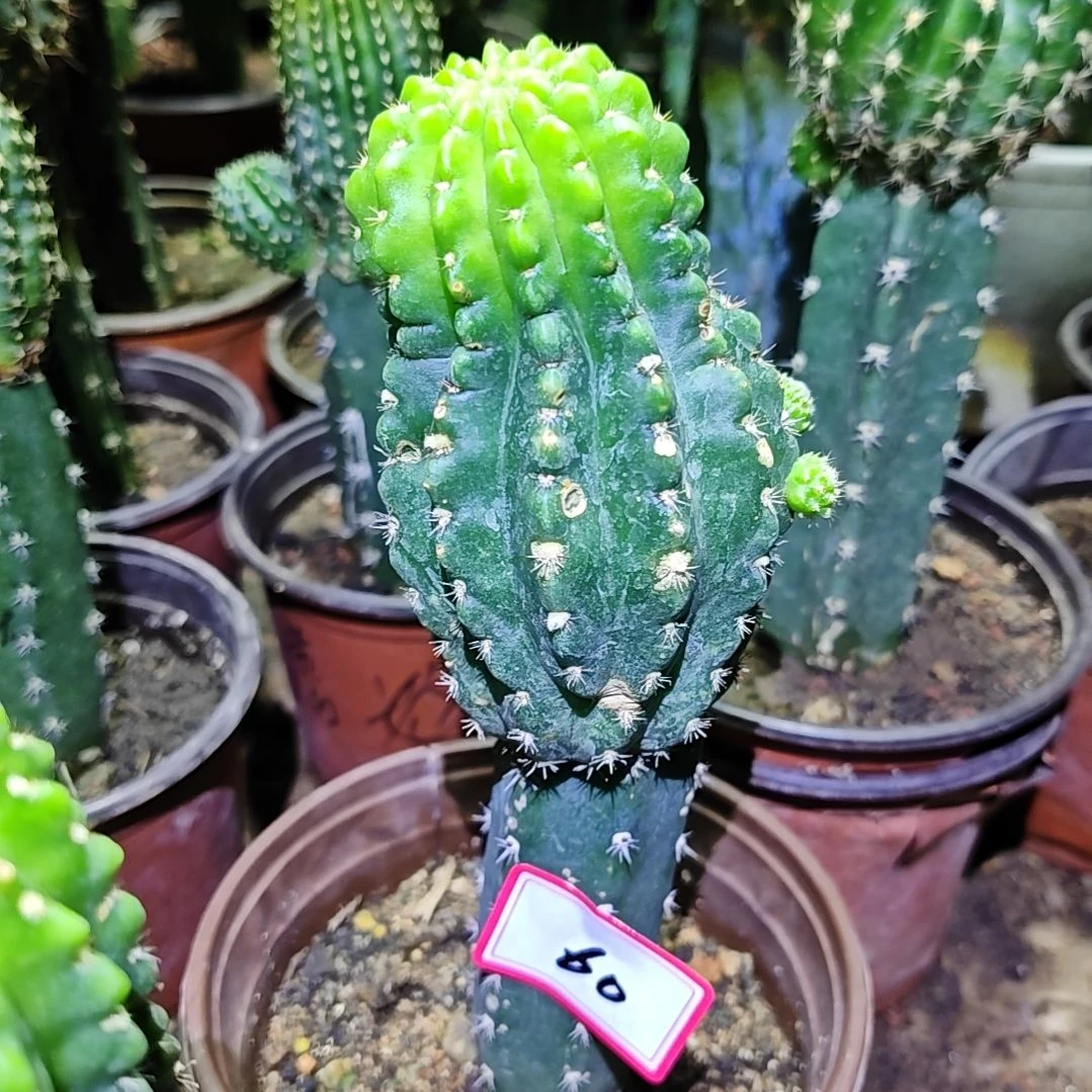秋***舞丽花辣舞秀普嫁接福微瑕60