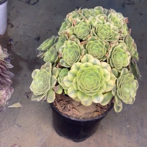 绿豆沙多肉植物003