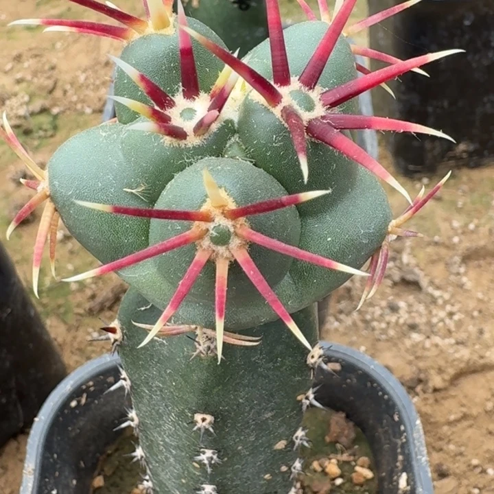 一***。仙人球，大红鹰666666