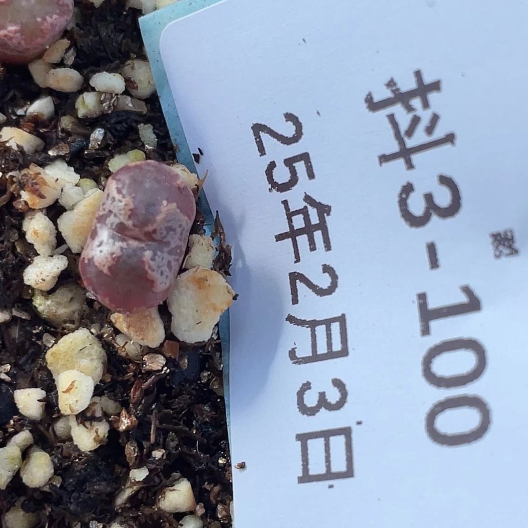 3-100超碟多肉植物