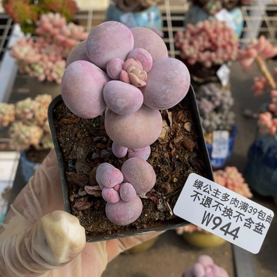 橙奶944/4cm的肉