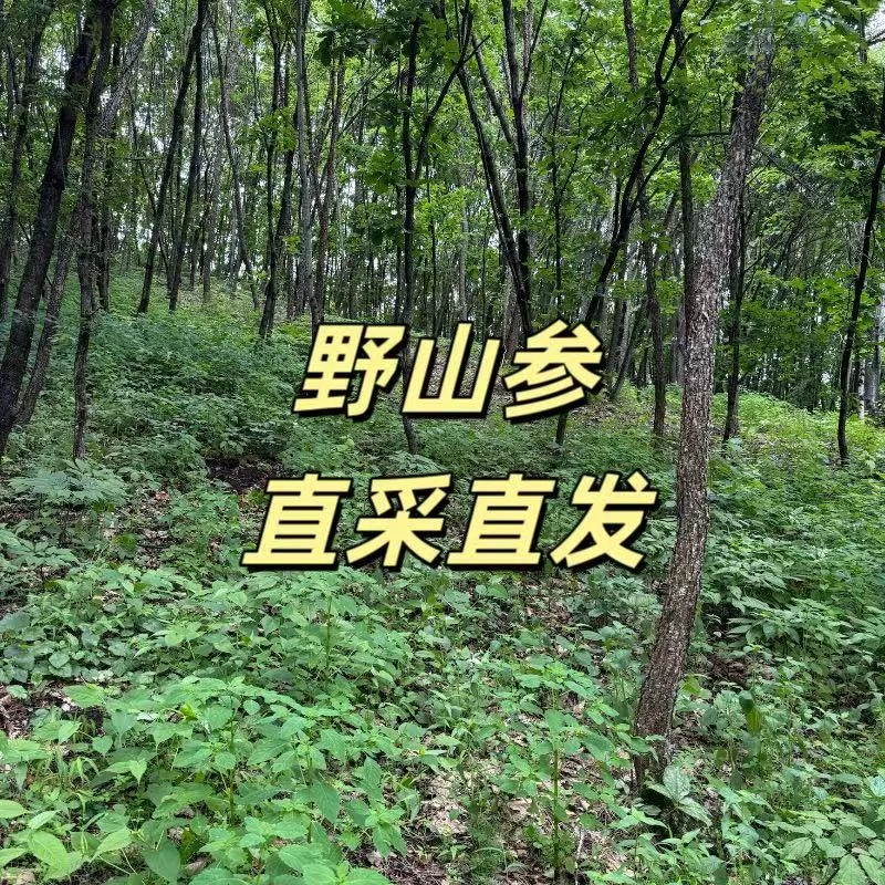 长白山鲜林下野山参/林下籽[新鲜采挖]定制链接