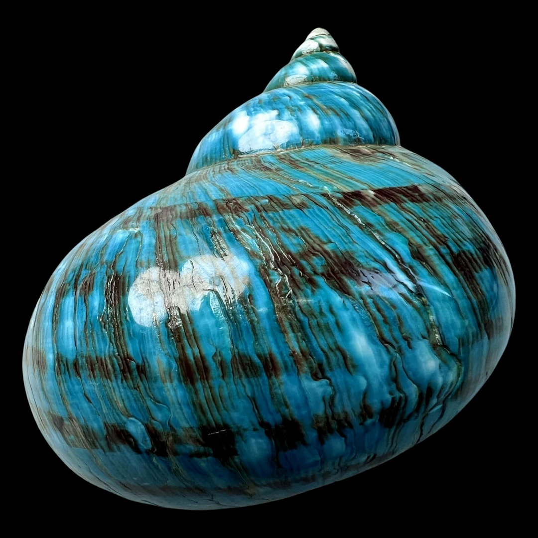 【帝王螺杯（特大！精品）】91.2mm 赠1串杯托 天然贝壳 H25