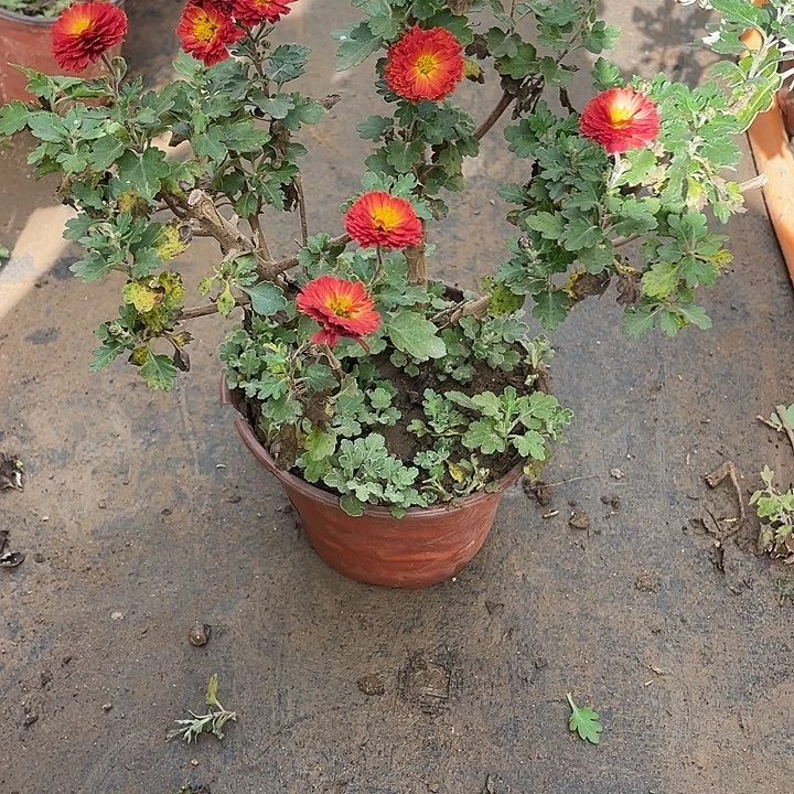 正***授38菊花菊花菊花家