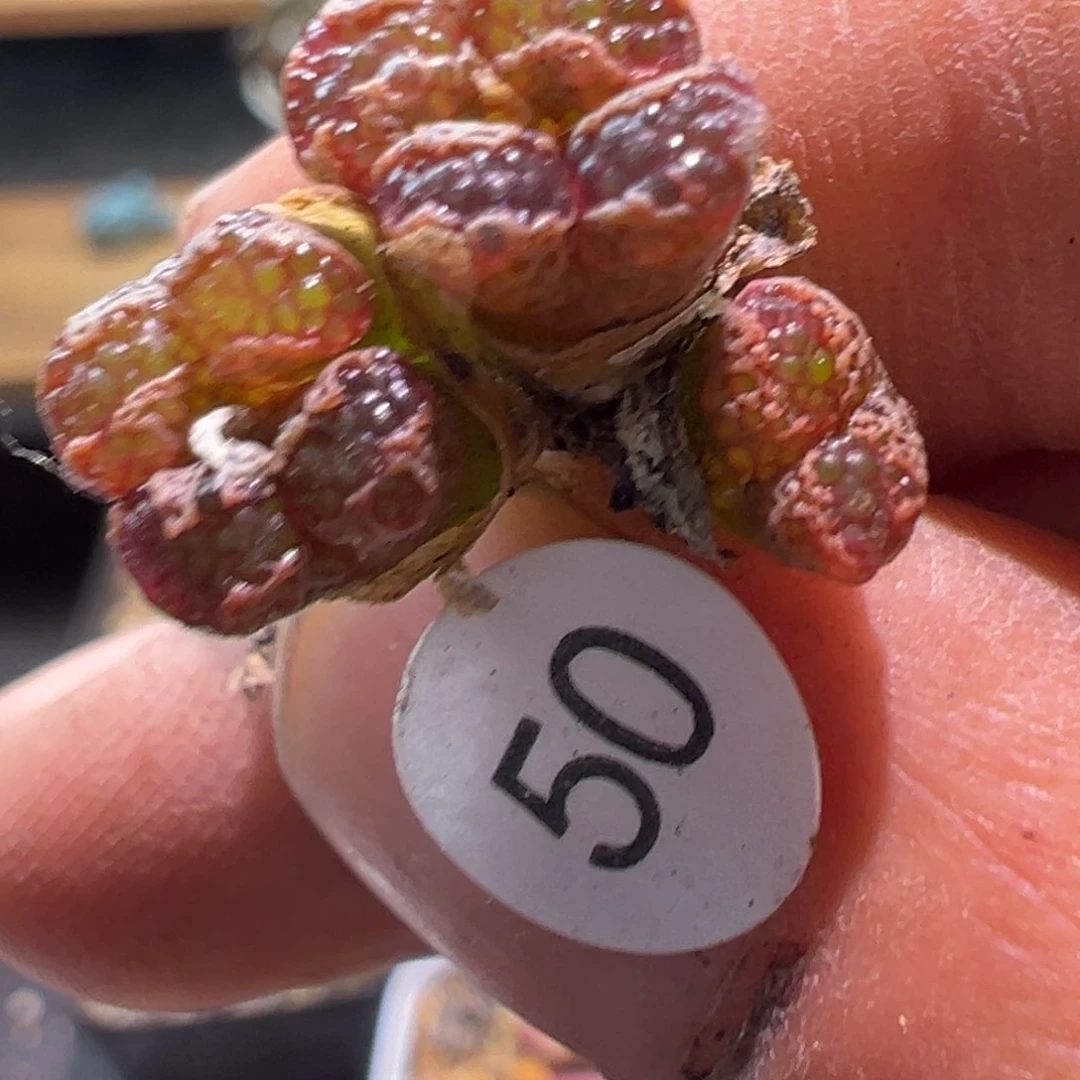 多肉植物11111111111