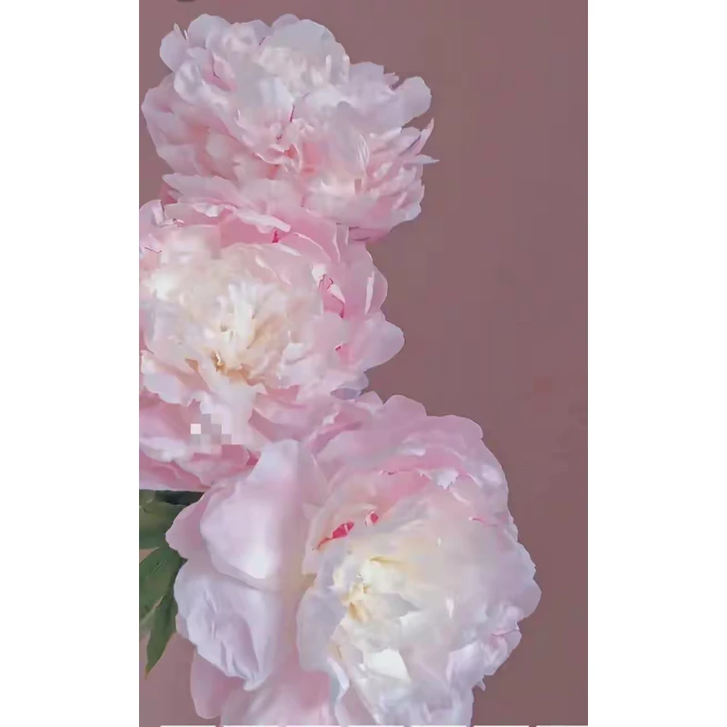 东京女郎（盆栽）芍药进口系列千层重瓣大花