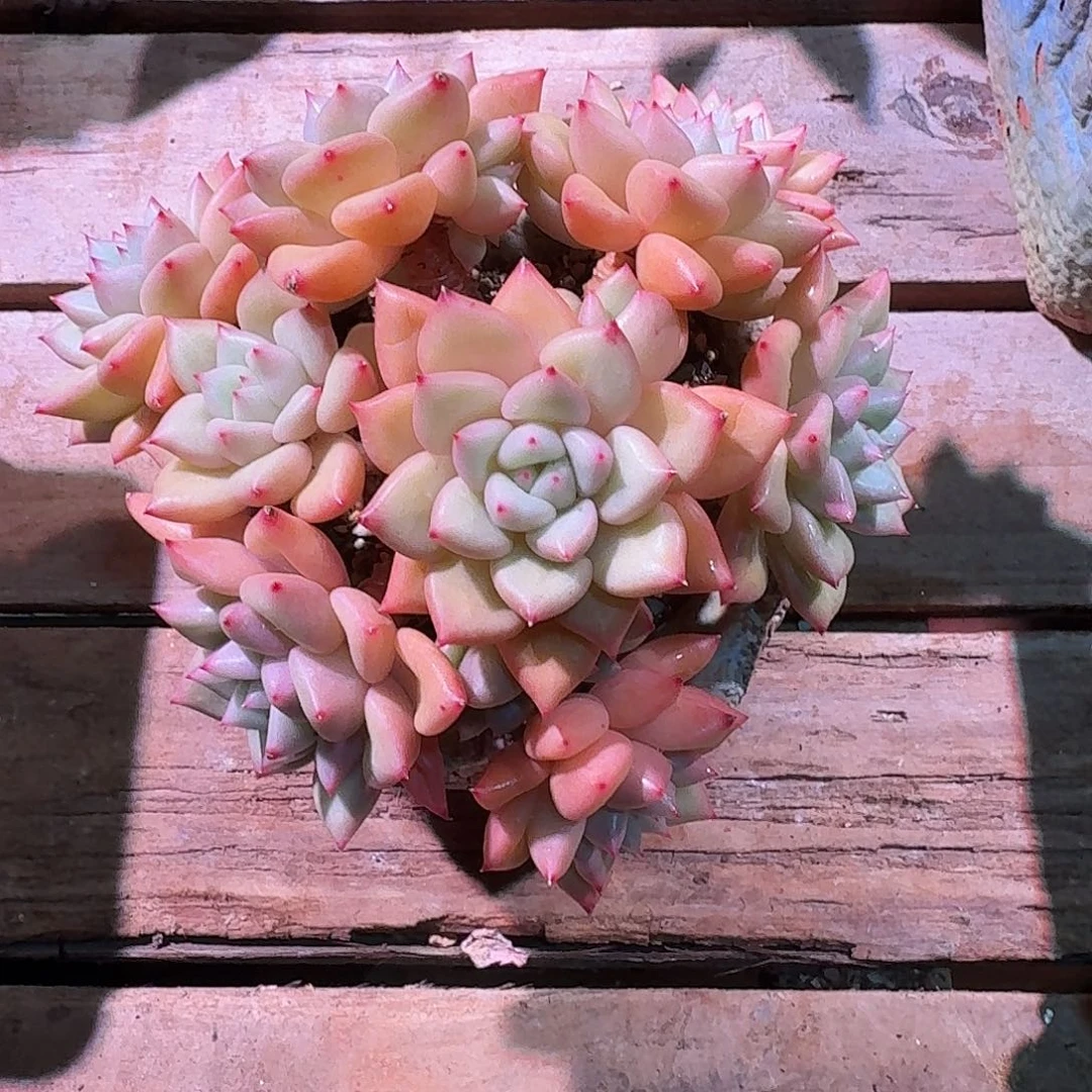 黄金象牙群生多肉多肉