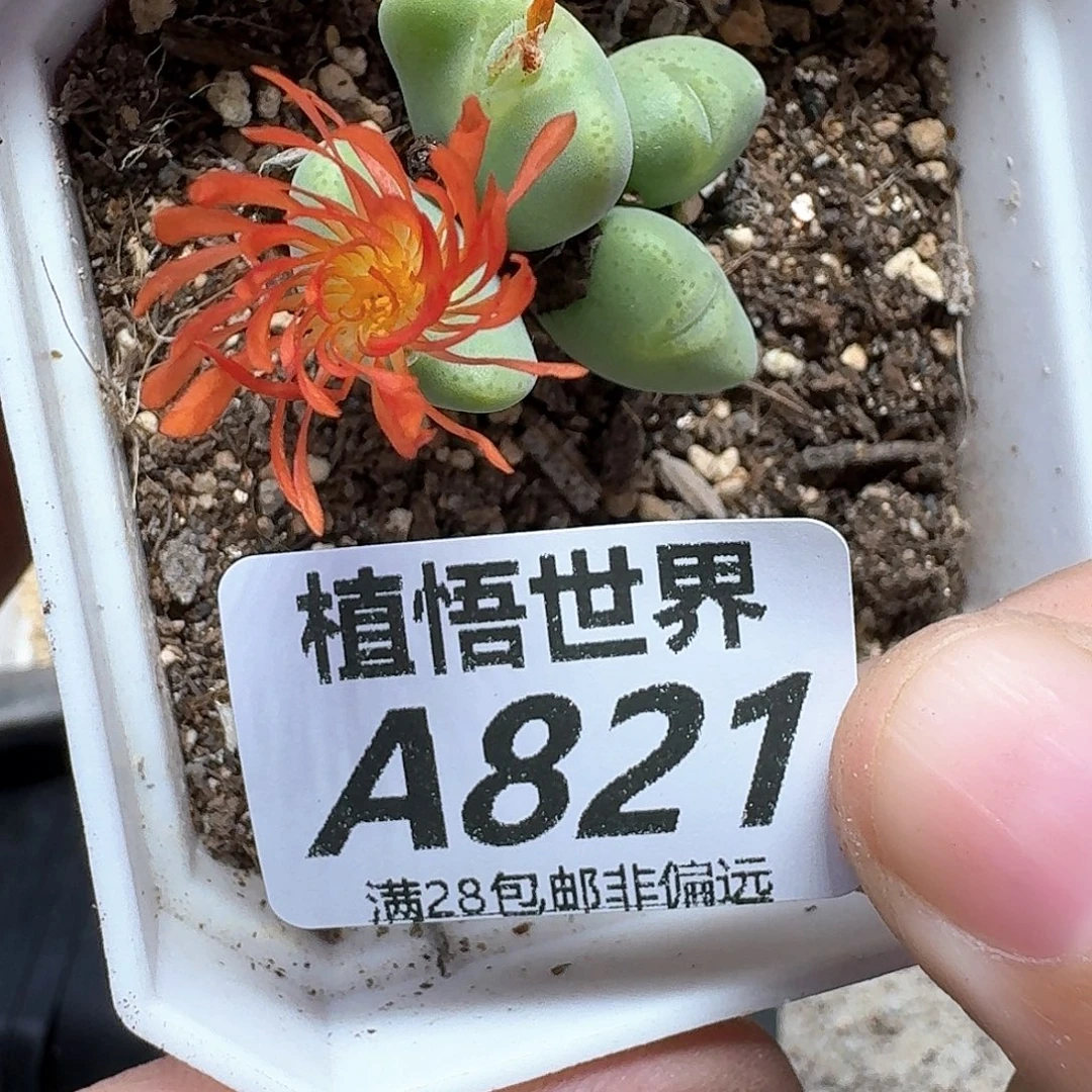 多肉植物的人生fgh