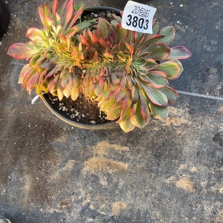 多肉植物3803种植物