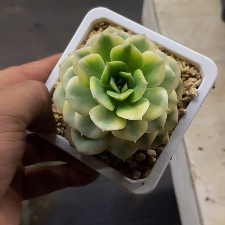 一物一拍哦哦哦哦哦哦