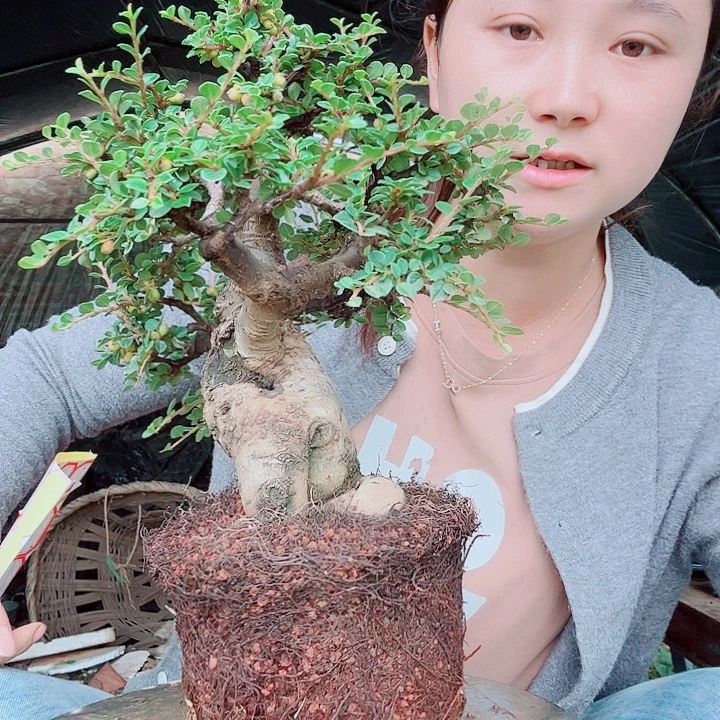 无花朵红花栒子，漂亮，带盆发货