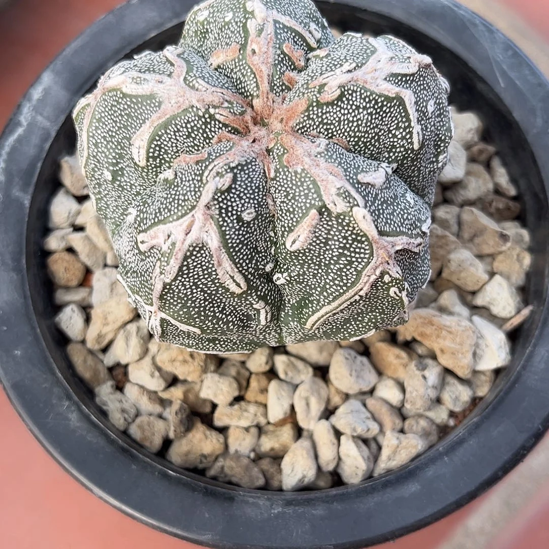 平***！仙人球鸾凤玉实生