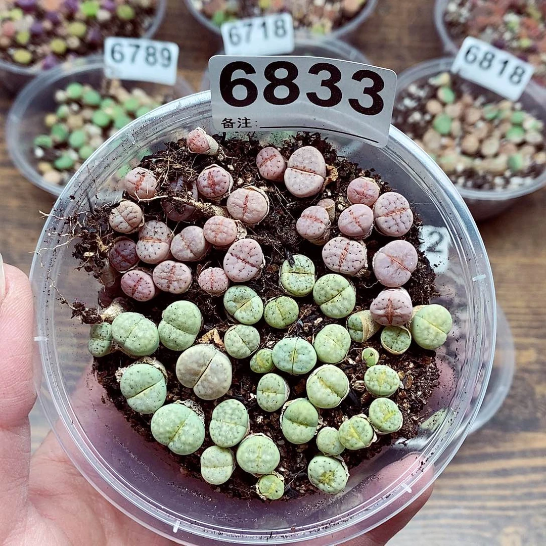 6833热唇蜜在脸的