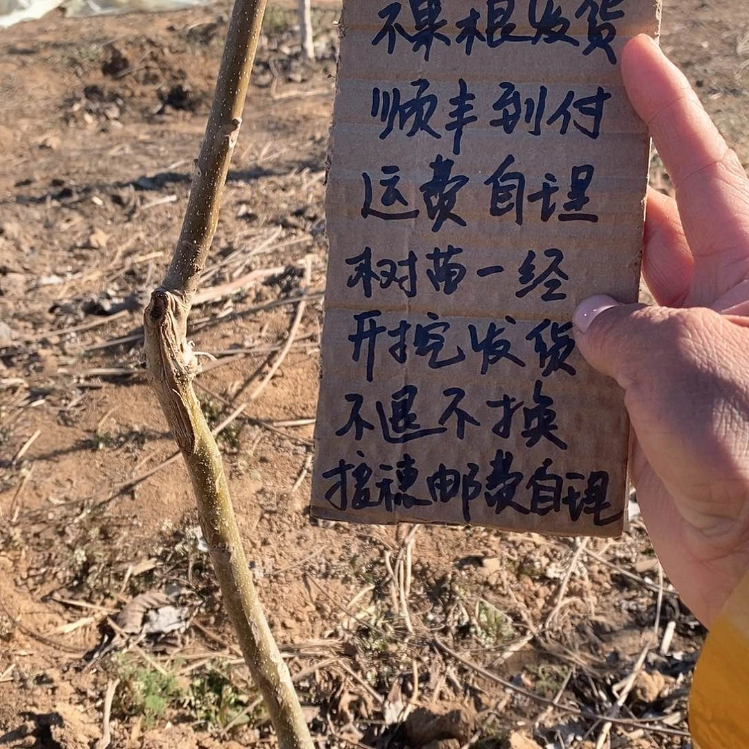 文玩核桃把件明**匠粗筋